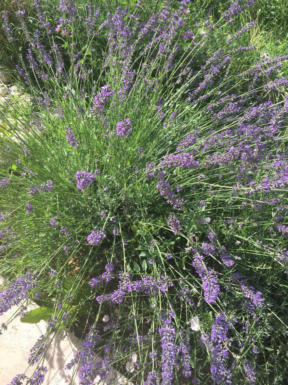 Mas En Luberon Gordes别墅 外观 照片